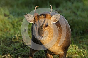 A wild buck Muntjac Deer, Muntiacus reevesi, feeding at the edge of a field in the UK.