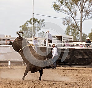 Wild Bucking Bull At Country Rodeo