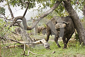 Wild buffalo in the bush, Kruger national park, SOUTH AFRICA