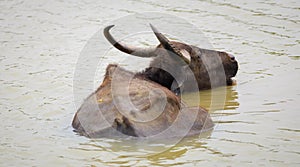 Wild buffalo cooling off in the waterhole in the evening at Yala national park. Large horned buffalo submerge in the dirty muddy