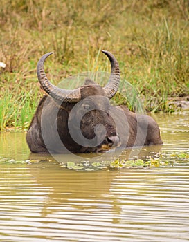 Wild buffalo cooling off in the waterhole in the evening at Yala national park. Large horned buffalo submerge in the dirty muddy