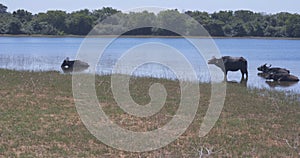 Wild buffalo escape from the heat in the lake in Udawalawe National Park