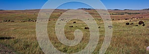 Wild Buffalo on the Grasslands of Custer State Park