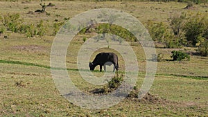 Wild Buffalo Graze In The Plain Near The Bushes In The African Savannah