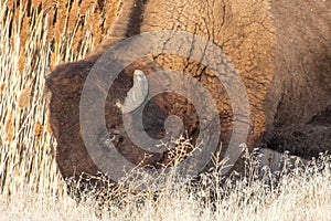 Wild buffalo grazing near the edge of a lake