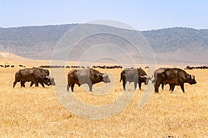 Wild buffalo herds at the Ngorongoro National park photo