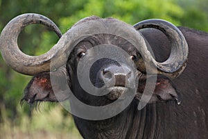 Wild buffalo in Masai Mara, Kenya