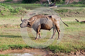 Wild buffalo after mud bath. Sri Lanka