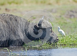 Wild buffalo in the  Okavango  delta