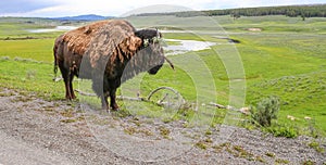 Wild Buffalo overlooking the vast grazing area of YNP photo