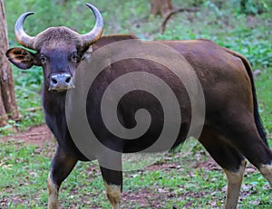 Wild  buffalo from Wester ghats, Kerala