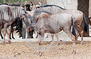 Wild buffalo in zoo