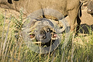 Wild buffalos, african savannah, Kruger, South Africa