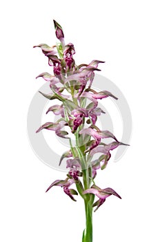 Wild Bug orchid flowers - Orchis coriophora photo