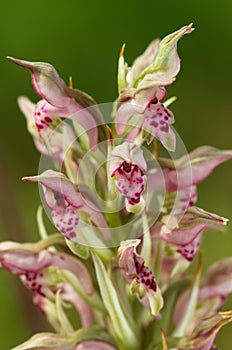 Wild Bug Orchid hypochromic flowers - Anacamptis pyramidalis