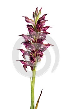 Wild Bug Orchid isolated over white - Anacamptis pyramidalis