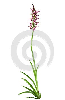 Wild Bug orchid plant - Orchis coriophora