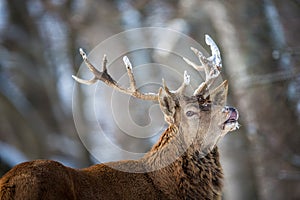 Wild Bull Elk