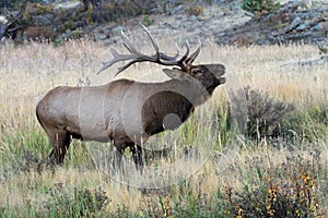 Wild bull elk bugling photo