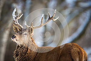 Wild Bull Elk