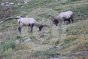 Wild Bull Elk Fighting