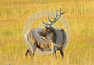 Wild Bull Elk
