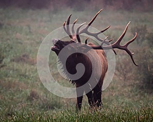 Wild Bull Elk during rut.