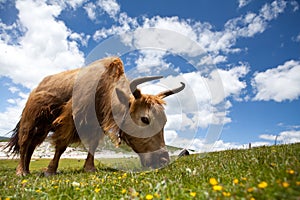 Wild bull on green grass