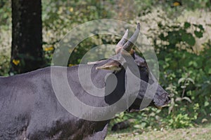 Wild bull in the middle of the forest, san luis potosi  II