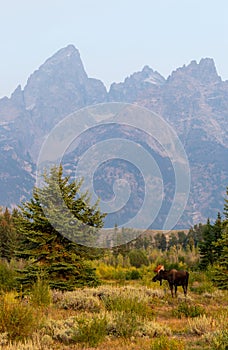 Wild bull moose in Grand Teton National Park