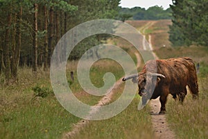 Wild bull in national park in The Netherlands