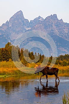 Wild bull shiras moose in the Teton Mountains, Wyoming