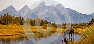 Wild bull shiras moose in the Teton Mountains, Wyoming