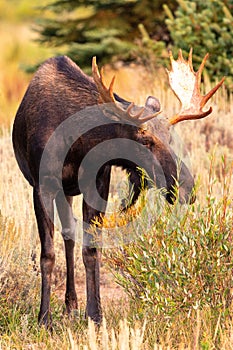 Wild bull shiras moose in the Teton Mountains, Wyoming