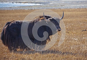 Wild bull of Tibetan yak stands on pasture in the mountains