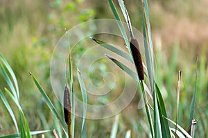 A wild bulrush on the moors