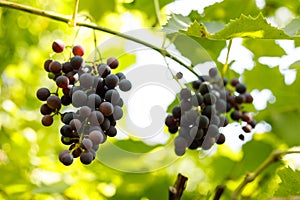 Wild bunch of blue grapes, ripe wine berry