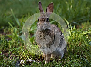 Wild Bunny