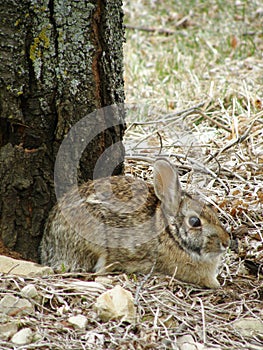 Wild bunny rabbit