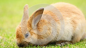 Wild Bunny Rabbit Grazing Grass Valdez Alaska Animal Wildlife