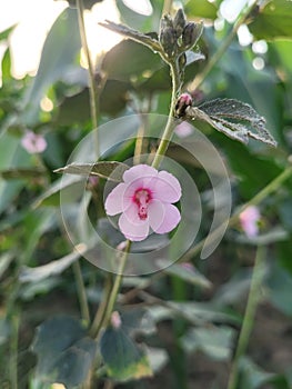 Wild Bur-mallow flower bloosom in bush.