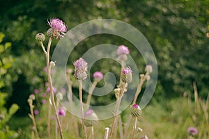 Wild burdock