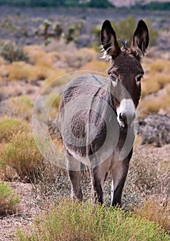 Wild Burro