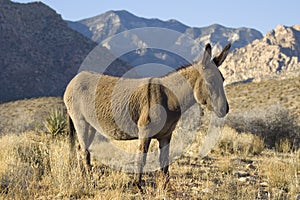 Wild Burro