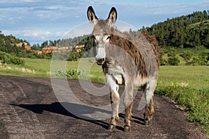 Wild burro