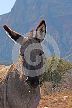 Wild Burro