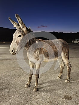 Wild burro in Beatty, Nevada.