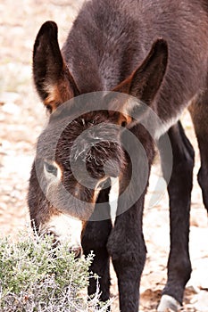 Wild Burro Donkey Foal Grazing