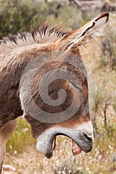 Wild Burro Donkey in Nevada Desert