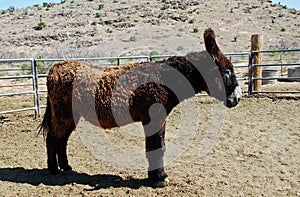 Wild Burro (Equus species) in Fossil Mountain near Red Rock Canyon, Nevada.